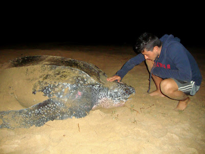 Los Tortuguillos (Este y Oeste)