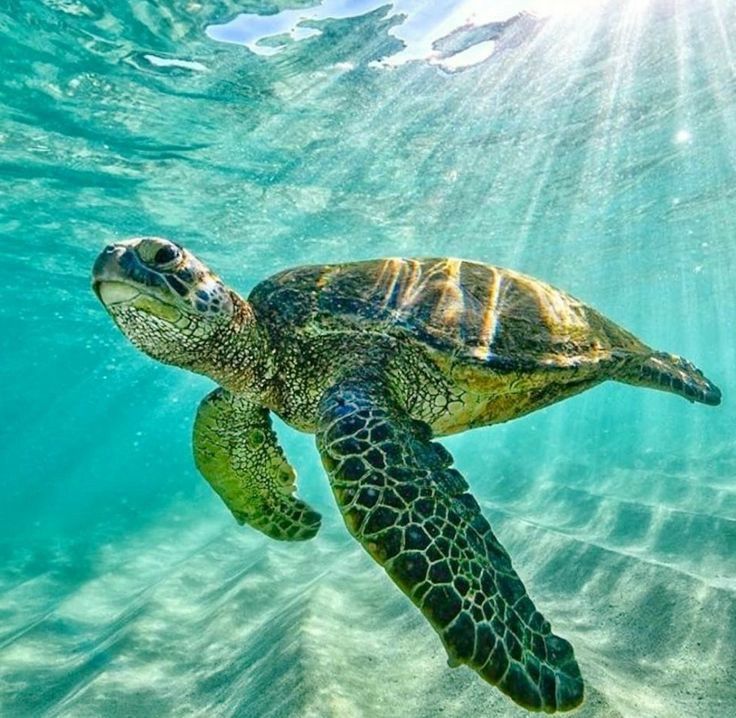 Isla La Tortuga - 2