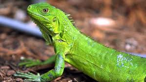 Relámpago del Catatumbo - Image 4