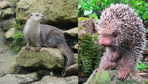 Relámpago del Catatumbo - Image 5