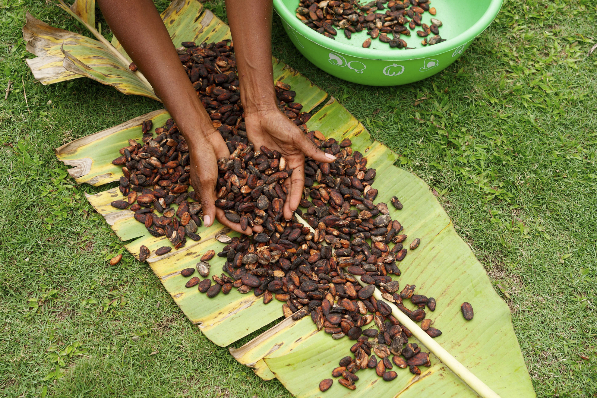 Relámpago del Catatumbo  + Ruta del Cacao - Image 3